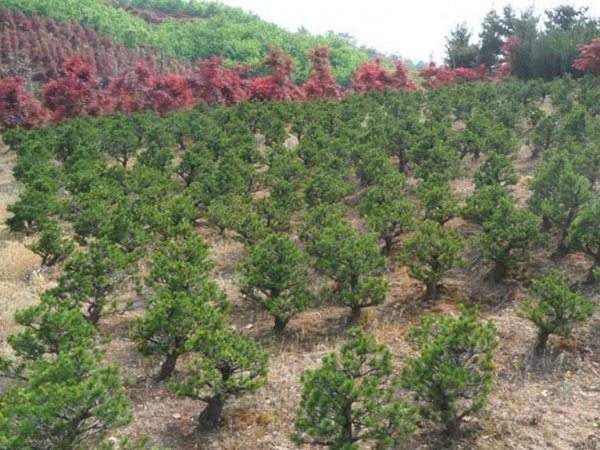 五針?biāo)尚∶?/> 
	<br/></p><p><img src=