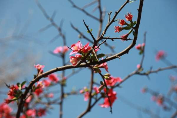 木瓜樹綠化、經(jīng)濟(jì)價(jià)值