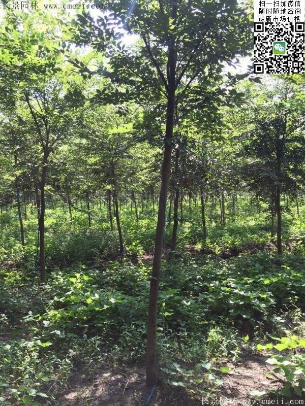 櫸樹哪里便宜？麻煩推薦一家大型，有誠信的單位！