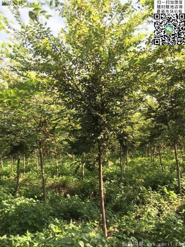 櫸樹哪里便宜？麻煩推薦一家大型，有誠信的單位！