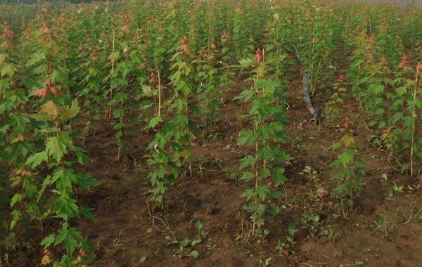 青楓樹規(guī)格 青楓樹規(guī)格