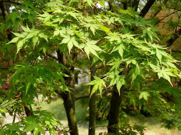 沭陽(yáng)青楓樹(shù)