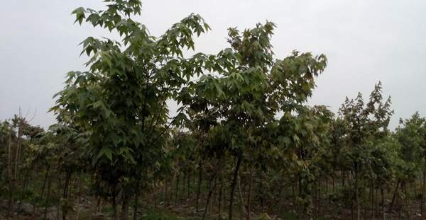 青楓樹銷售 青楓樹銷售