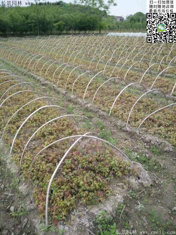 青楓樹價(jià)格