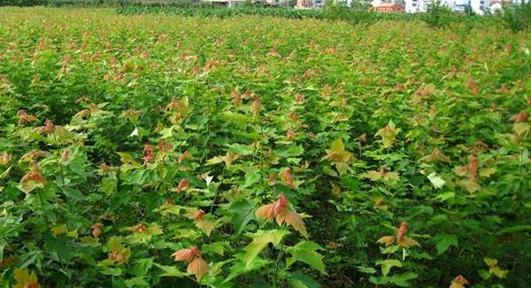 青楓樹價(jià)格