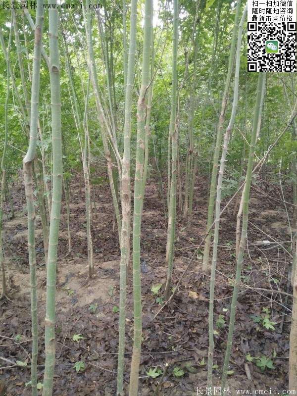 青楓樹價(jià)格