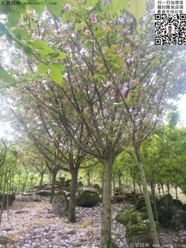 沭陽(yáng)大規(guī)格的櫻花樹