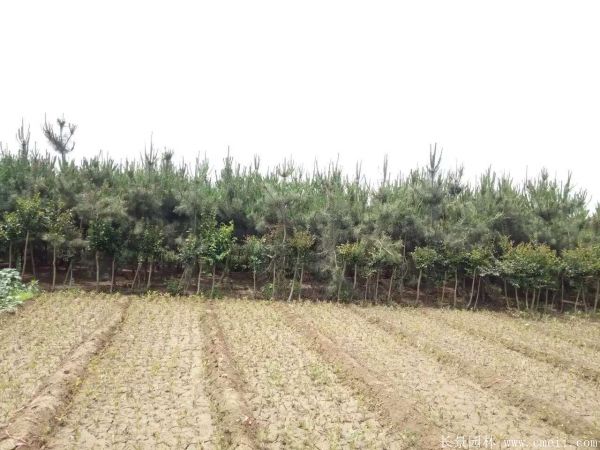 沭陽(yáng)黑松 沭陽(yáng)黑松