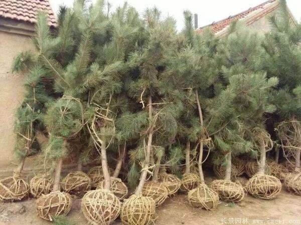 沭陽(yáng)黑松 沭陽(yáng)黑松