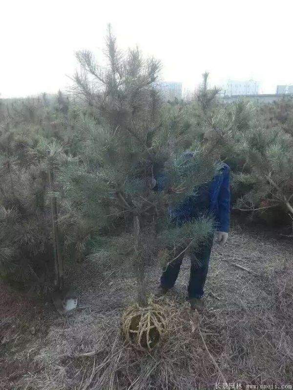 沭陽(yáng)黑松 沭陽(yáng)黑松