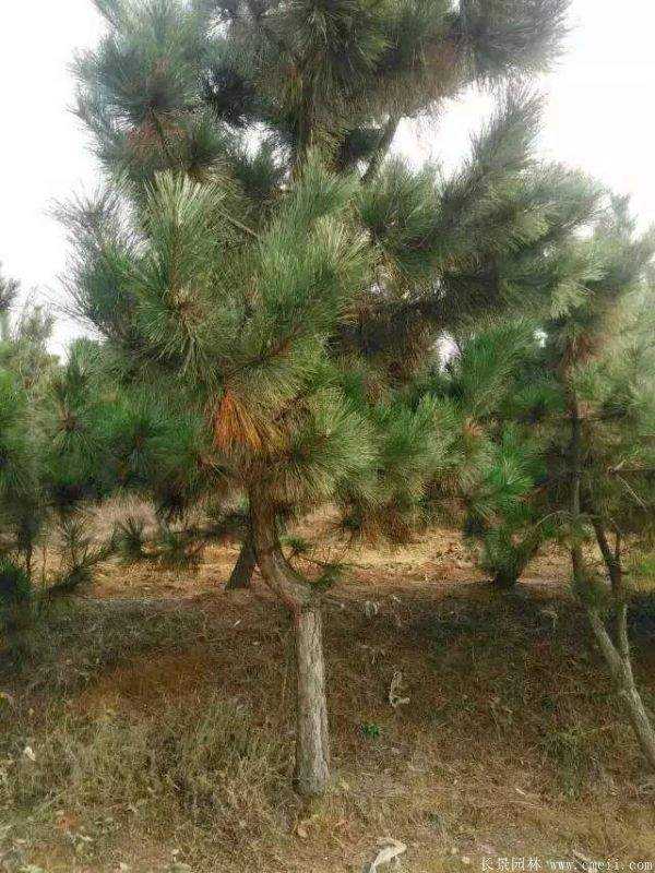 沭陽(yáng)黑松 沭陽(yáng)黑松