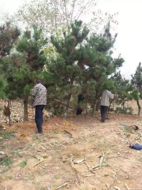 沭陽的黑松樹 沭陽的黑松樹