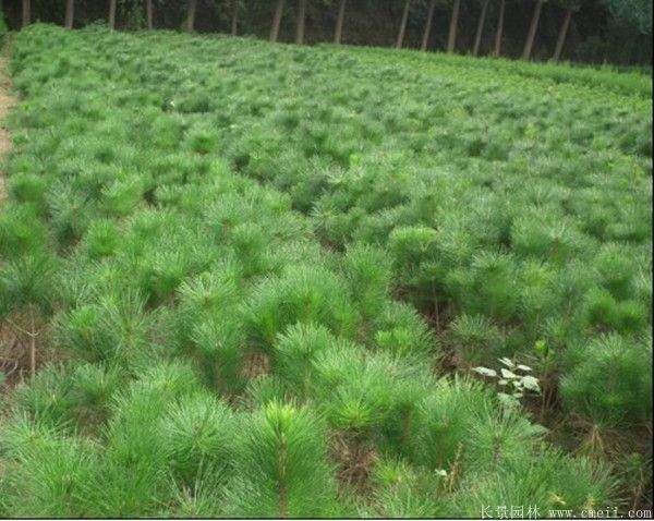 優(yōu)質黑松樹 優(yōu)質黑松樹