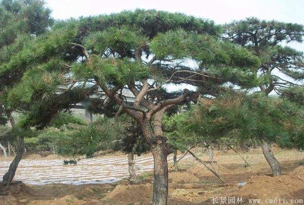 黑松造型 黑松造型