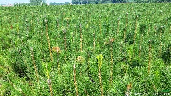 沭陽黑松 沭陽黑松