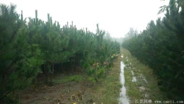 沭陽黑松的價格 沭陽黑松的價格