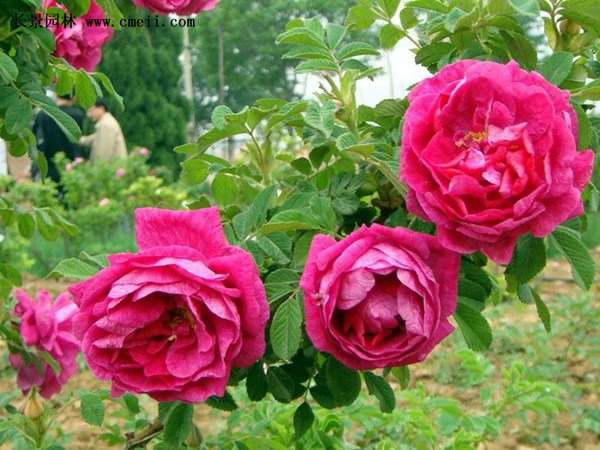 物美價(jià)廉的食用玫瑰在哪買(mǎi)？