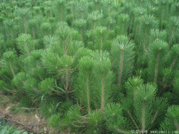 黑松基地 黑松基地