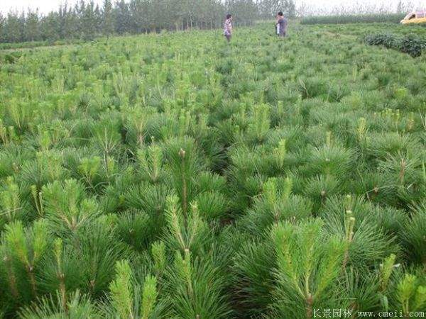 沭陽黑松苗 沭陽黑松苗