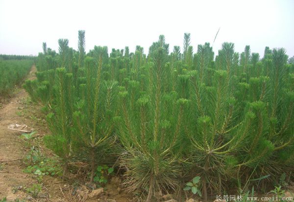 沭陽黑松的優(yōu)勢 沭陽黑松的優(yōu)勢