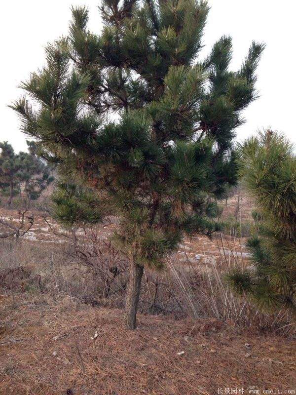 沭陽黑松的優(yōu)勢 沭陽黑松的優(yōu)勢