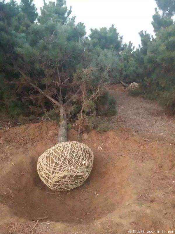 沭陽黑松的優(yōu)勢 沭陽黑松的優(yōu)勢