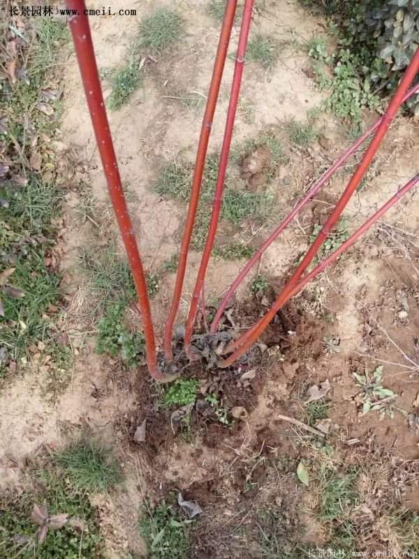 沭陽(yáng)紅瑞木價(jià)格 沭陽(yáng)紅瑞木價(jià)格