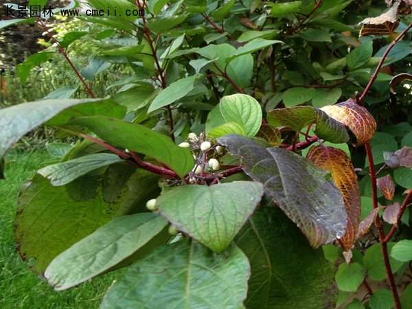沭陽(yáng)紅瑞木基地
