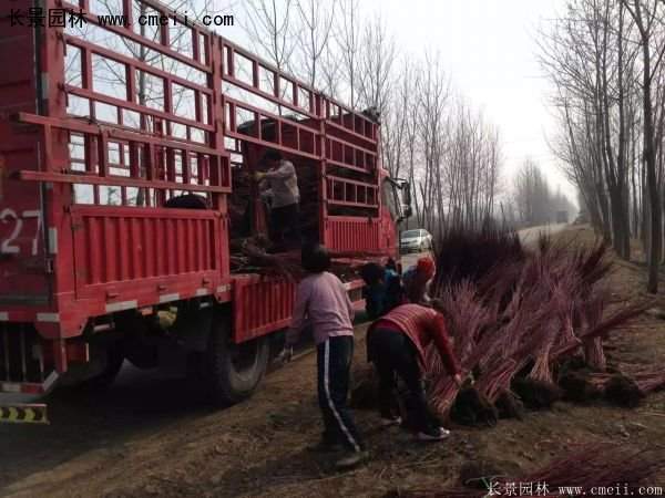 沭陽(yáng)紅瑞木基地