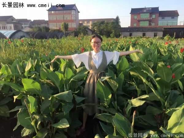 低價格，高質(zhì)量的美人蕉