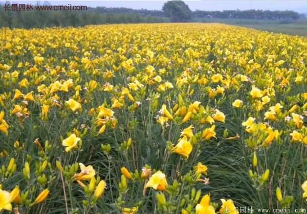 耐熱耐寒，花期超長的金娃娃萱草