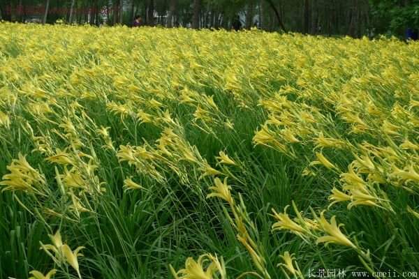 耐熱耐寒，花期超長的金娃娃萱草