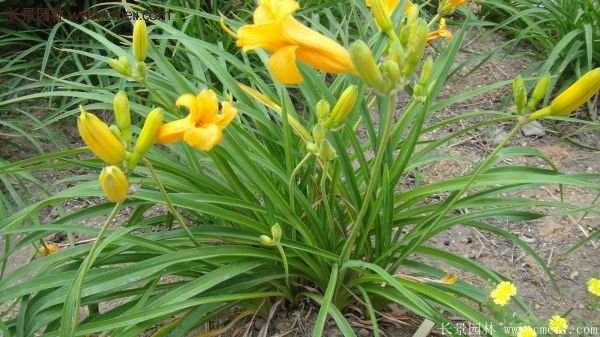 金娃娃萱草多少錢一棵？