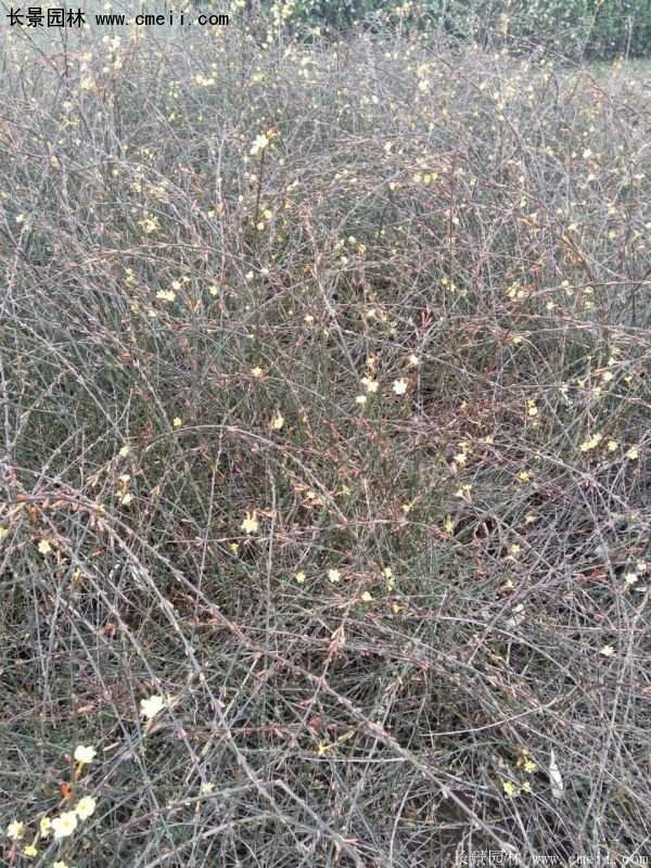 沭陽(yáng)迎春花 沭陽(yáng)迎春花