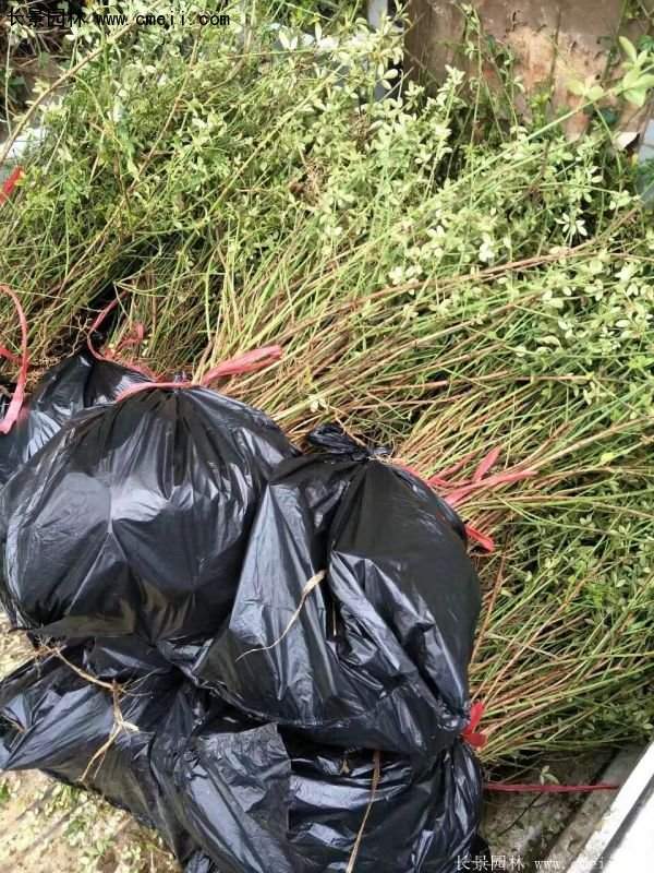 沭陽(yáng)迎春花 沭陽(yáng)迎春花