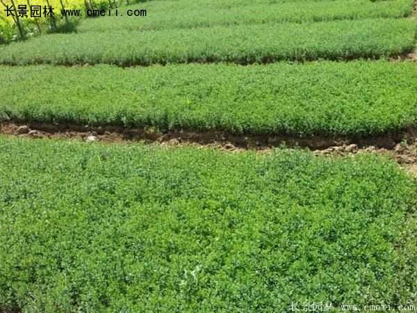 沭陽(yáng)迎春花 沭陽(yáng)迎春花