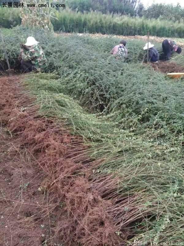 沭陽(yáng)迎春花 沭陽(yáng)迎春花