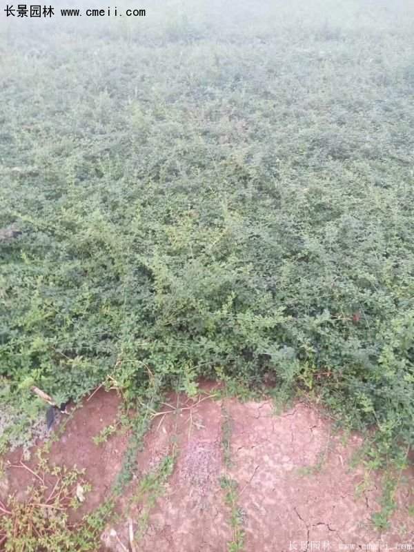 沭陽(yáng)迎春花 沭陽(yáng)迎春花