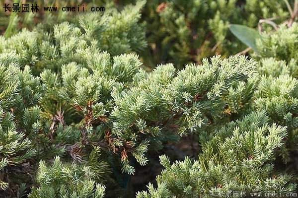 沭陽(yáng)地柏苗 沭陽(yáng)地柏苗