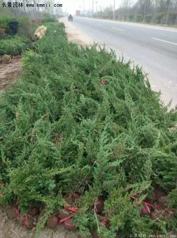 沭陽(yáng)地柏苗 沭陽(yáng)地柏苗