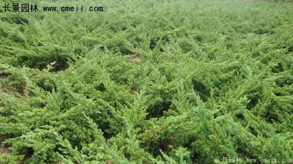 沭陽(yáng)地柏苗 沭陽(yáng)地柏苗