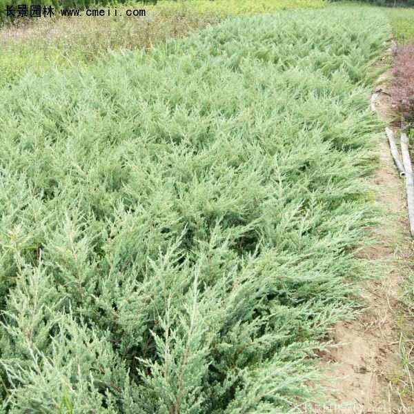 沭陽(yáng)的鋪地柏 沭陽(yáng)的鋪地柏