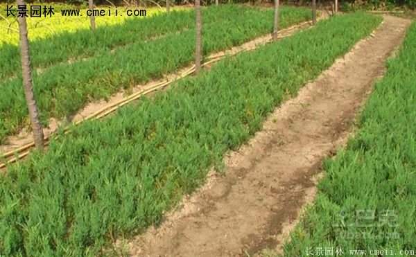 沭陽(yáng)的鋪地柏 沭陽(yáng)的鋪地柏