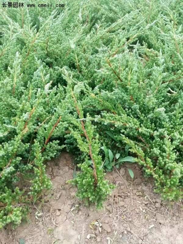 爬地柏基地照 爬地柏基地照