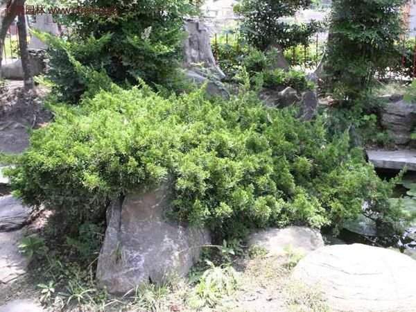 沭陽(yáng)的地柏基地