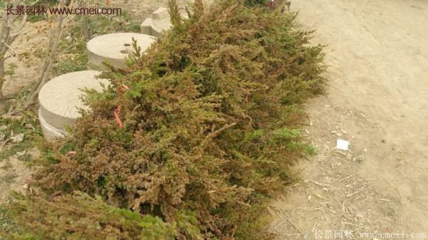 沭陽的地柏 沭陽的地柏