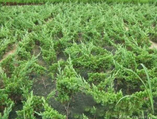 沭陽(yáng)地柏的規(guī)格