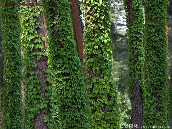 爬山虎一株多少錢？
