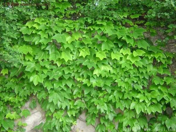 爬山虎一株多少錢？