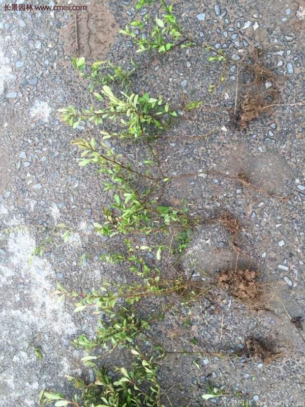 沭陽(yáng)火棘苗、火棘球